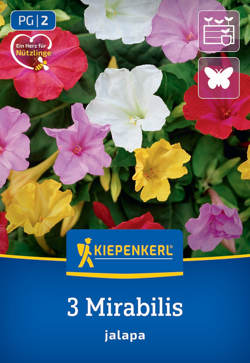 Bunt blühende Mirabilis-Jalapa-Pflanzen mit pink, weiß, gelb und rot farbigen Blüten.
