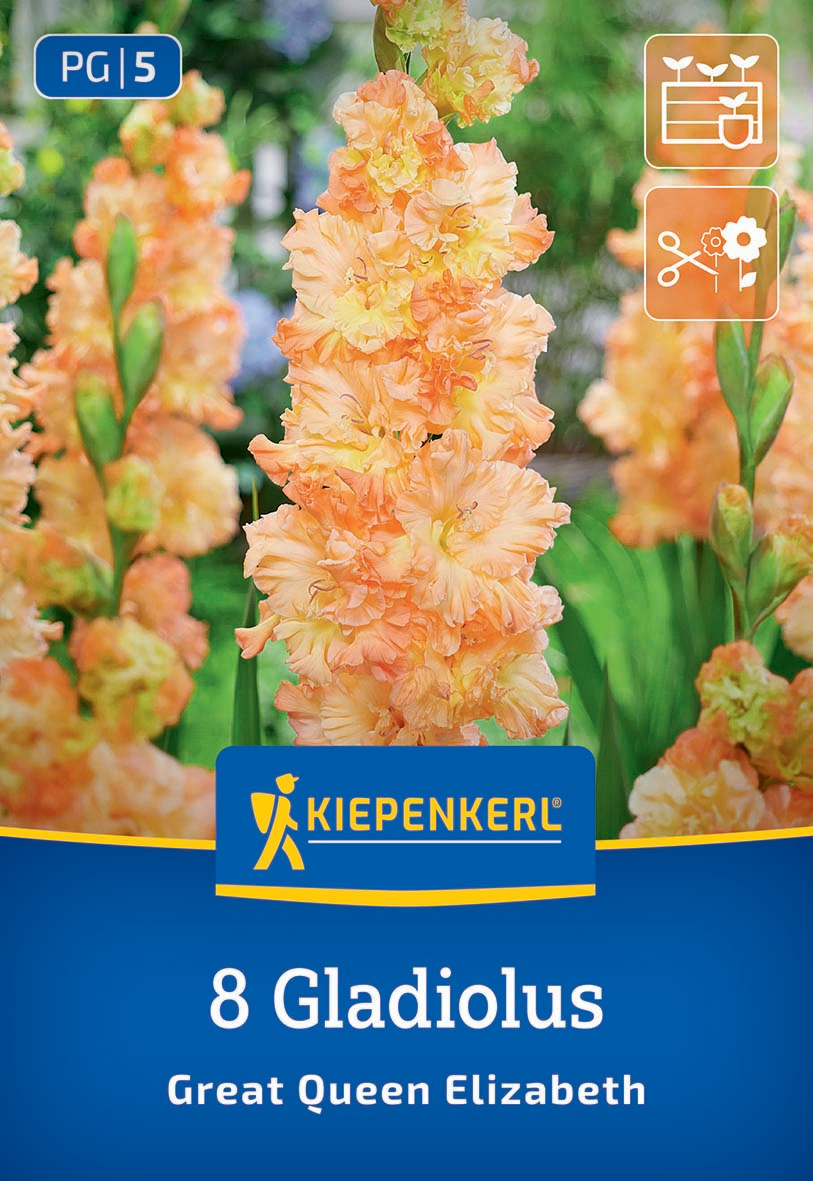 Orange Gladiolus Blumen mit grünen Blättern im Hintergrund.