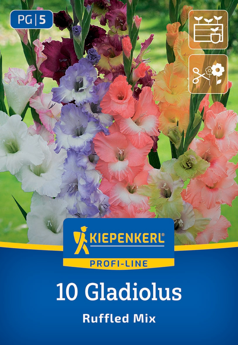 Bunte Gladiolusblumen in Pink, Lila, Weiß, Orange und Gelb wachsen im Garten.
