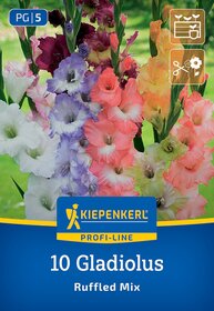 Bunte Gladiolusblumen in Pink, Lila, Weiß, Orange und Gelb wachsen im Garten.