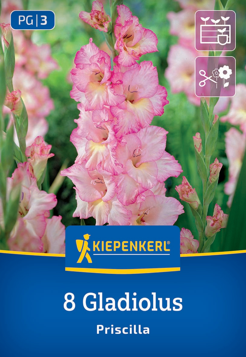 Pinkfarbene Gladiolen mit grünen Blättern vor grünem Hintergrund.