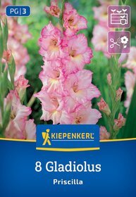 Pinkfarbene Gladiolen mit grünen Blättern vor grünem Hintergrund.