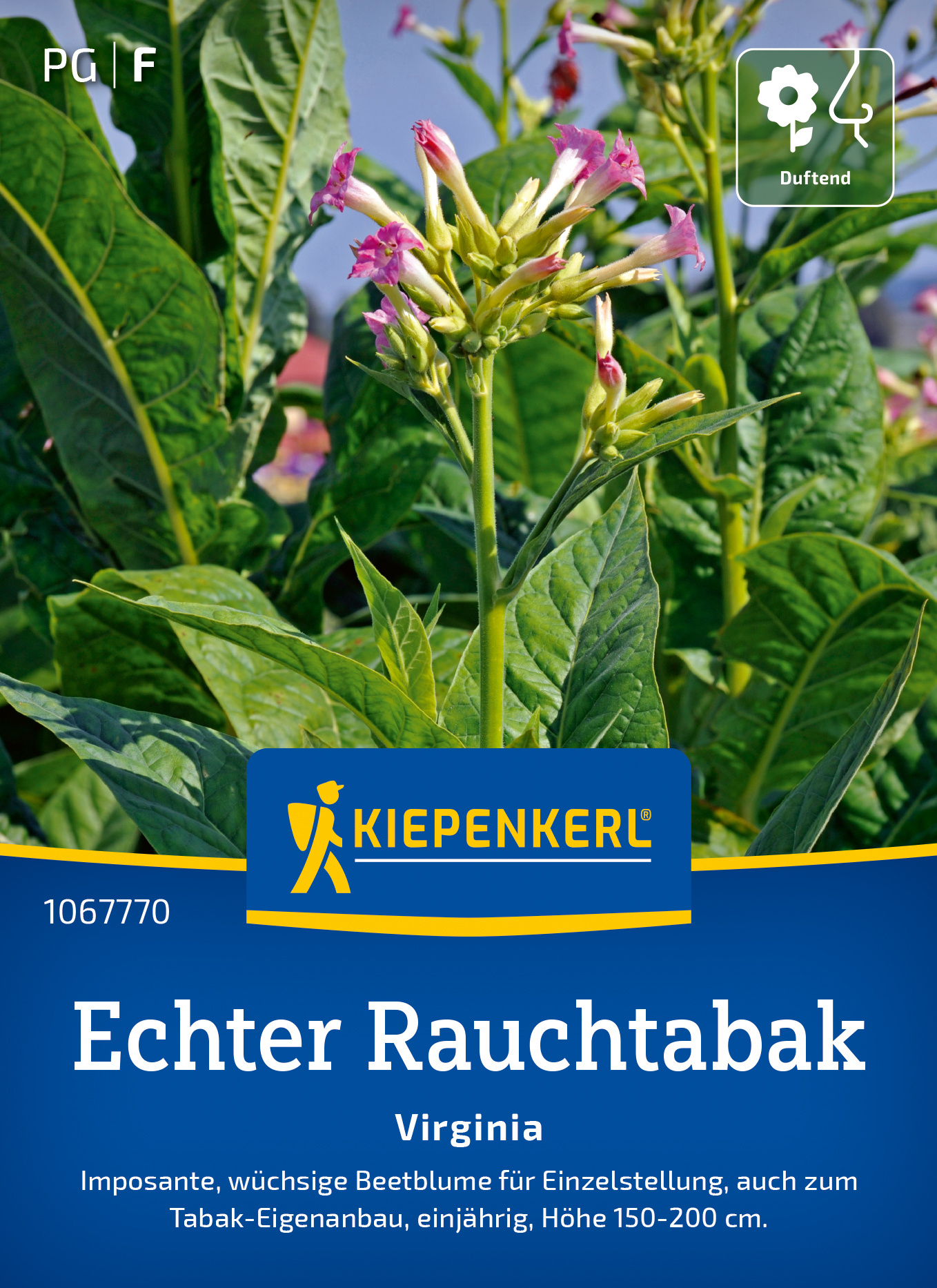 Pflegeleichter Virginia Tabak mit pinken Blüten und grünen Blättern, Höhe 150 bis 200 cm.