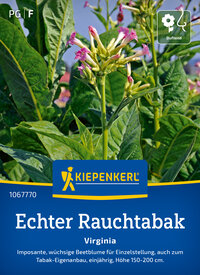 Pflegeleichter Virginia Tabak mit pinken Blüten und grünen Blättern, Höhe 150 bis 200 cm.