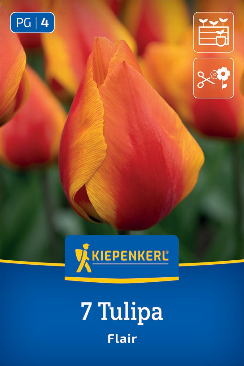 Einfache Frühe Tulpe Flair