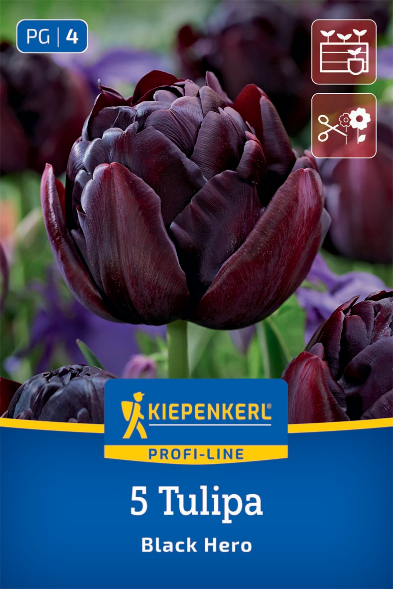 Gefüllte Späte Tulpe Black Hero