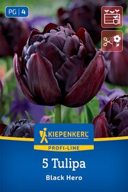 Gefüllte Späte Tulpe Black Hero