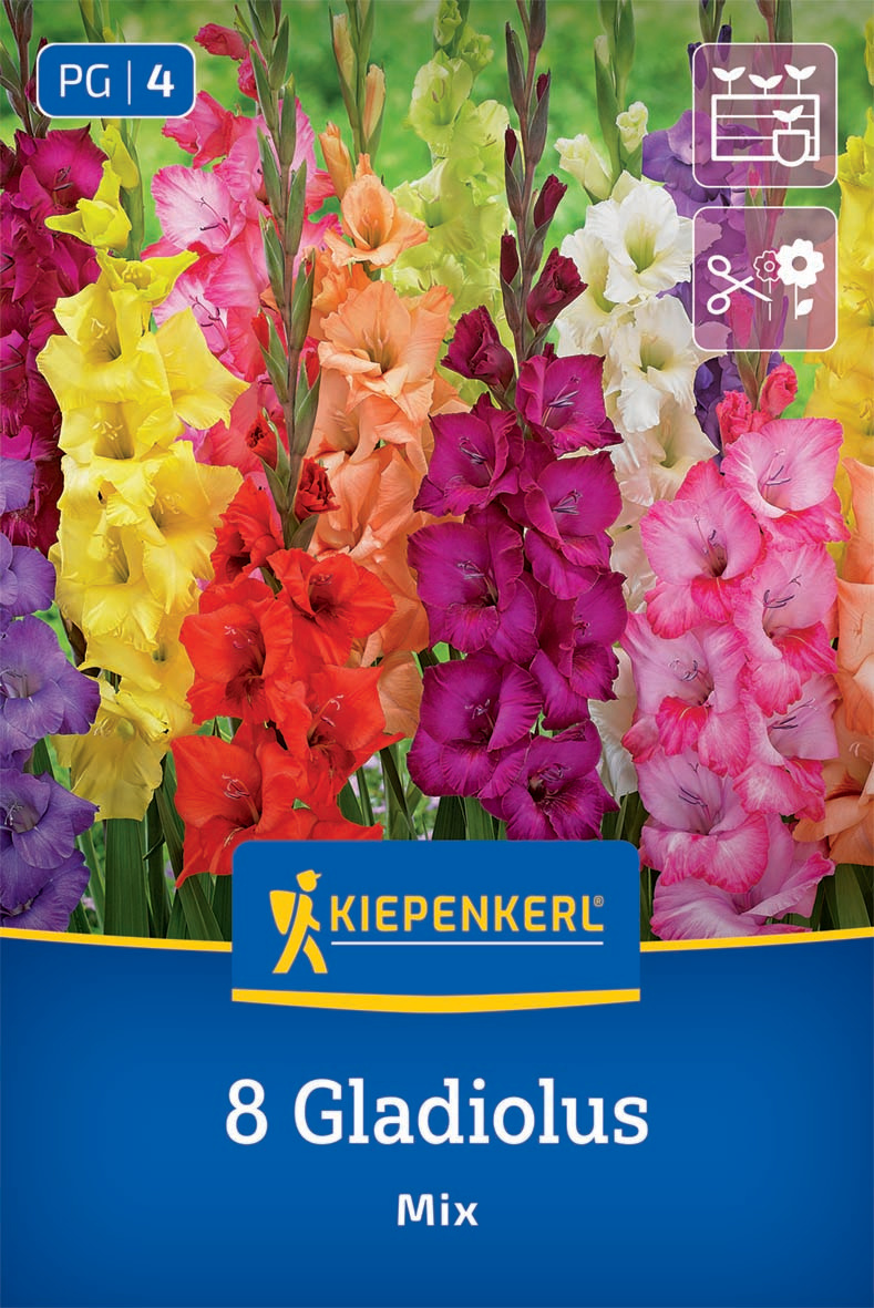 Großblumige Gladiole Holländische Mischung
