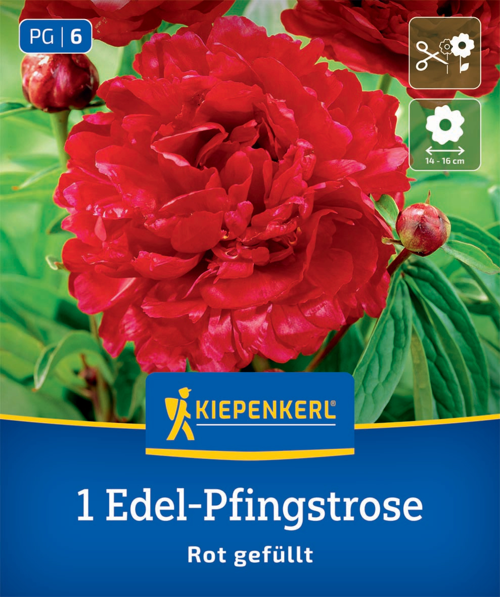 Edel-Pfingstrose Rot gefüllt
