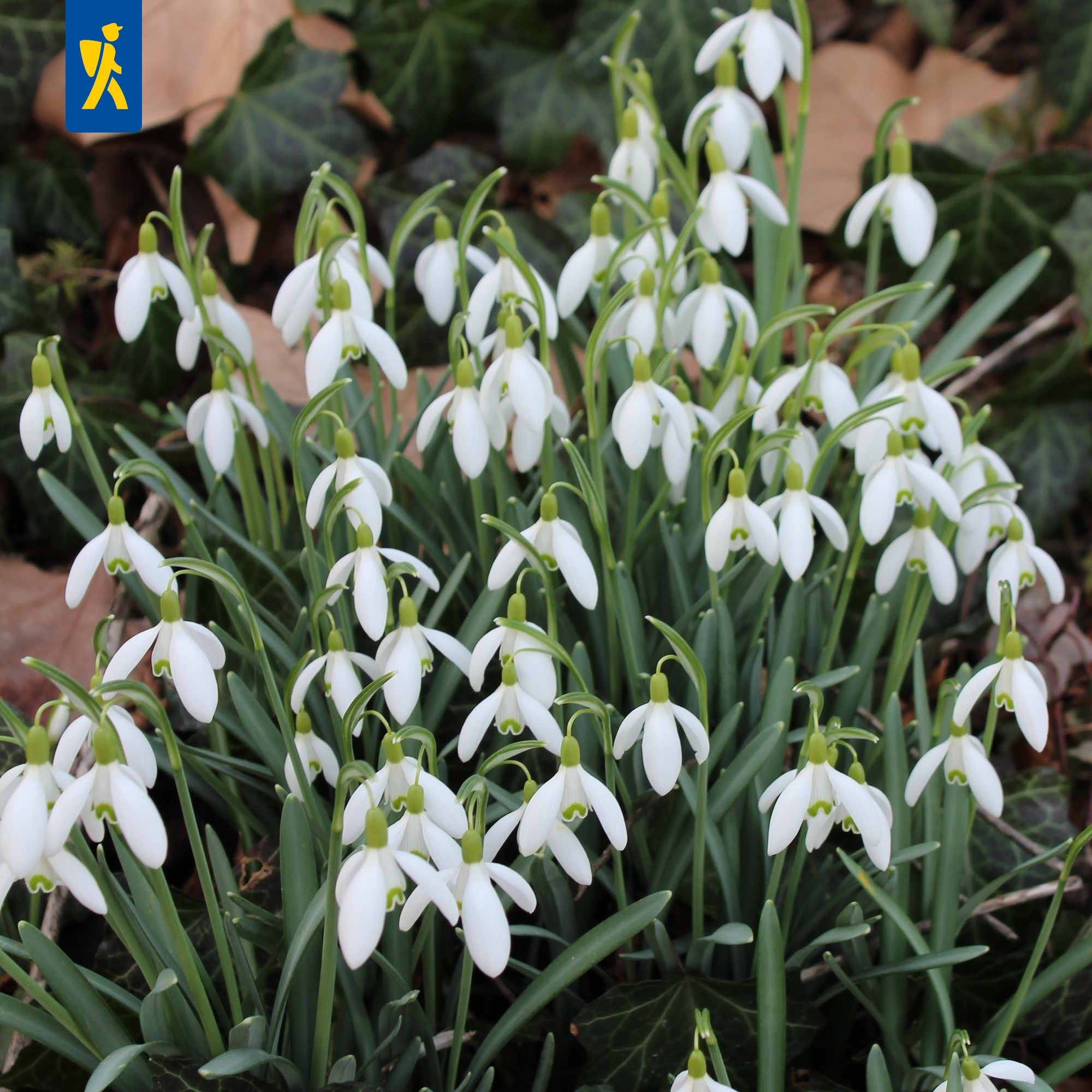 Mega-Pack Schneeglöckchen Galanthus nivalis