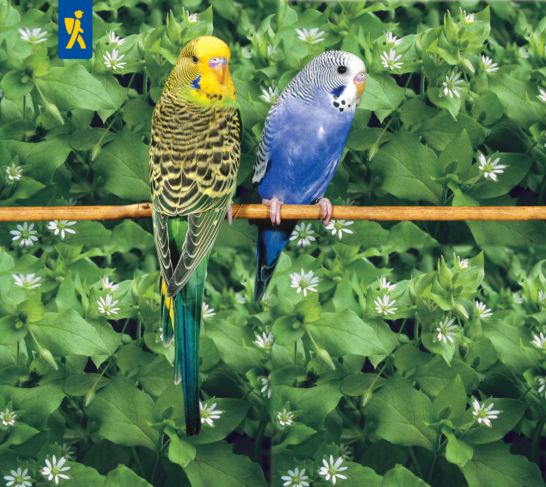 Vogelmiere Frischfutter-Pflanzen