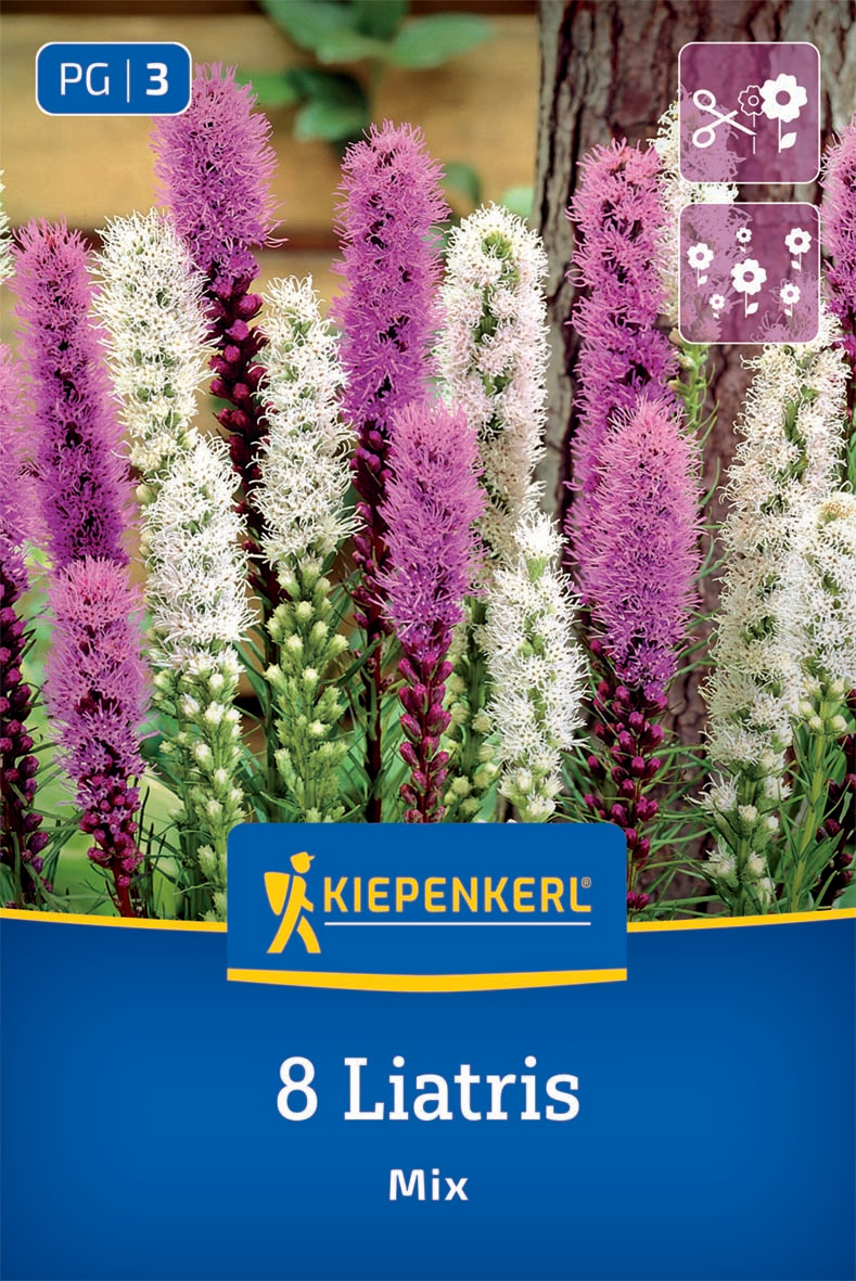 Prachtscharte Liatris Blau und Weiß