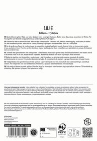 Text in multiple languages describing a garden lily with yellow blooms and red tips, planting recommended, store in cool place.