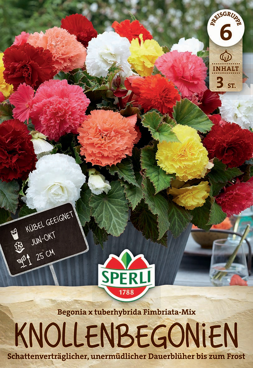 Bunte Begonien in einem Topf mit grünem Laub, Aufschrift Kerbel geeignet, Blüten 25 cm, Pflanze für Juni bis Oktober.