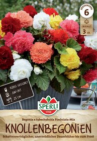Bunte Begonien in einem Topf mit grünem Laub, Aufschrift Kerbel geeignet, Blüten 25 cm, Pflanze für Juni bis Oktober.