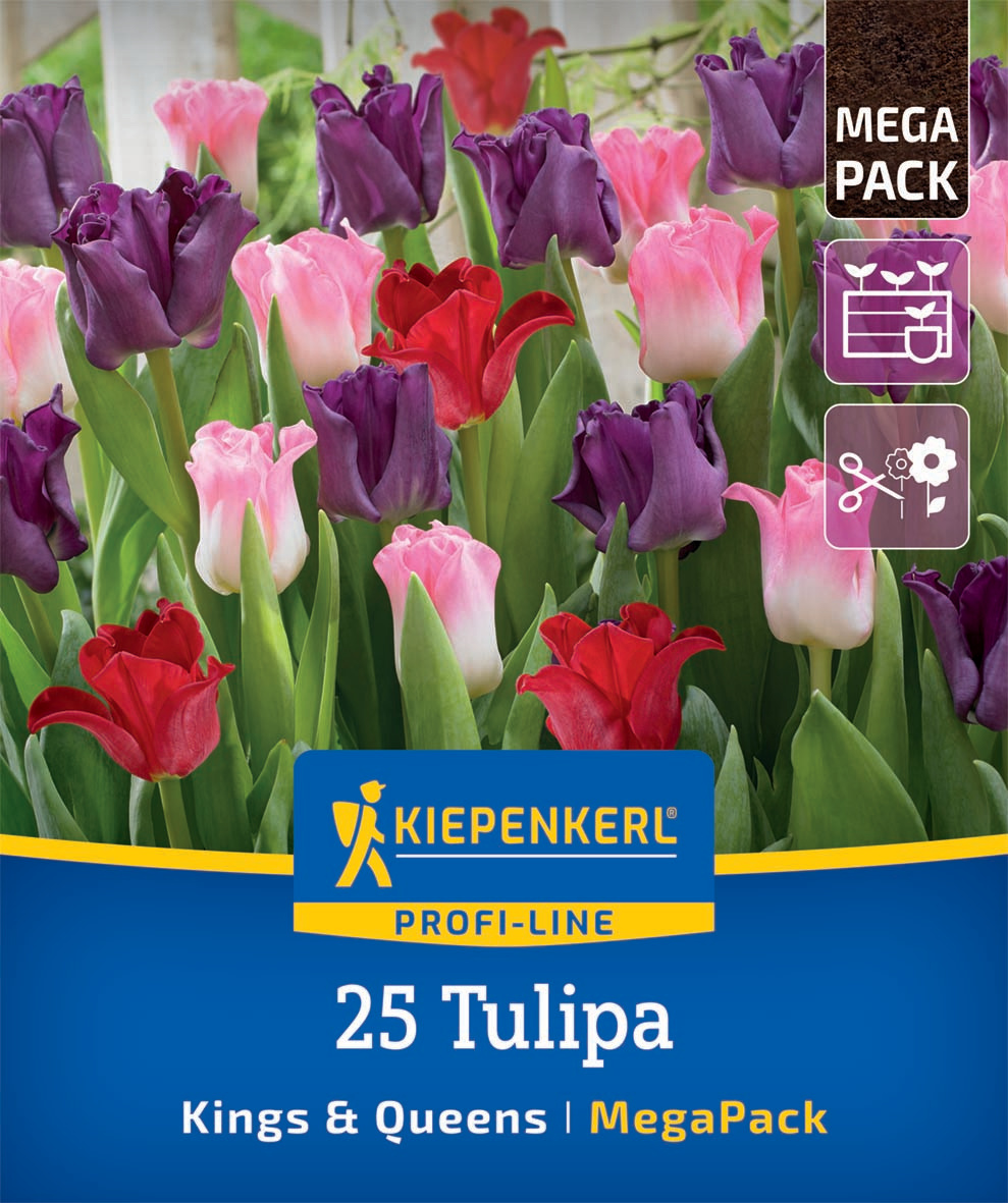 Mega-Pack Kronentulpen Mischung Kings & Queens