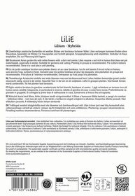 Weiße Blüten und bordeauxfarbener Mittelstrauch auf weißem Hintergrund, Pflanzenbeschreibung in mehreren Sprachen.