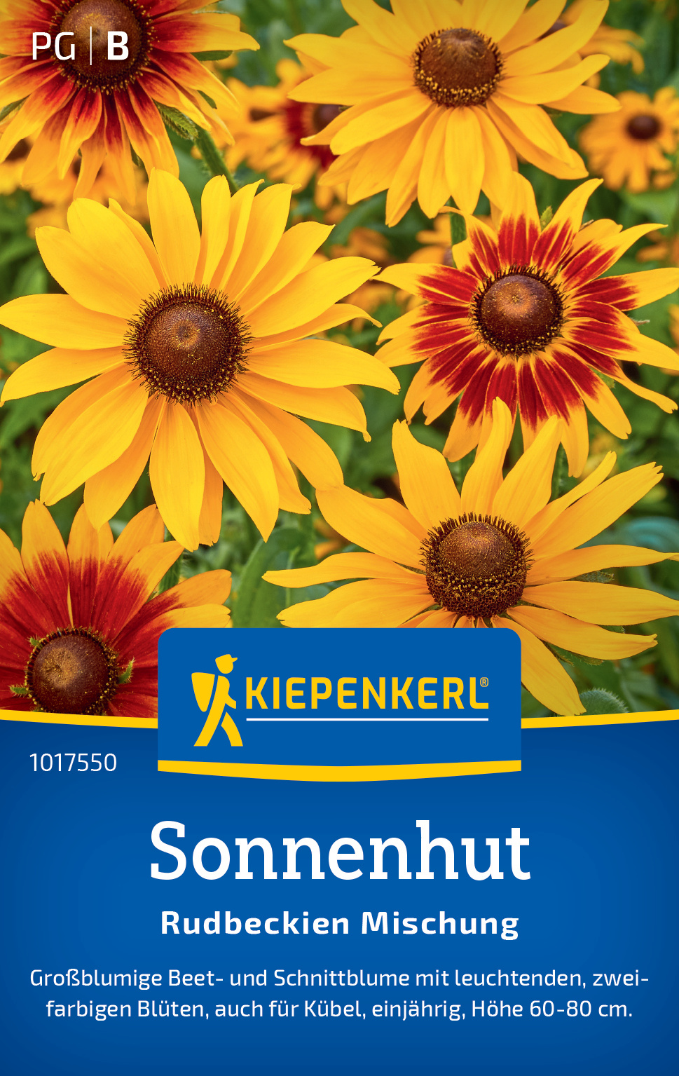 Gelbe und rote Sonnenhutflower mit großen Blüten und dunklem Zentrum vor grünem Hintergrund.