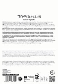 Großblütige Lilie mit trumpetförmigen purpurrosa Blüten. Text auf mehrsprachiger Packungsrückseite.