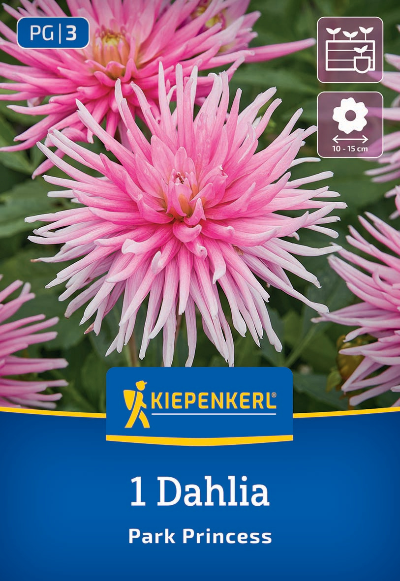 Große pinke Dahlie mit langen Blütenblättern auf einem grünen Hintergrund, Verpackung mit Kiepenkerl-Logo.