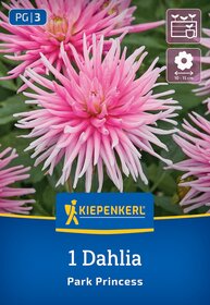 Große pinke Dahlie mit langen Blütenblättern auf einem grünen Hintergrund, Verpackung mit Kiepenkerl-Logo.