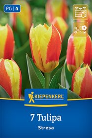 Kaufmanniana-Tulpe Stresa