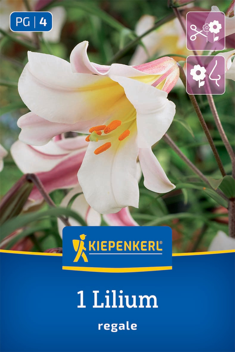 Trompeten-Lilie Lilium Regale