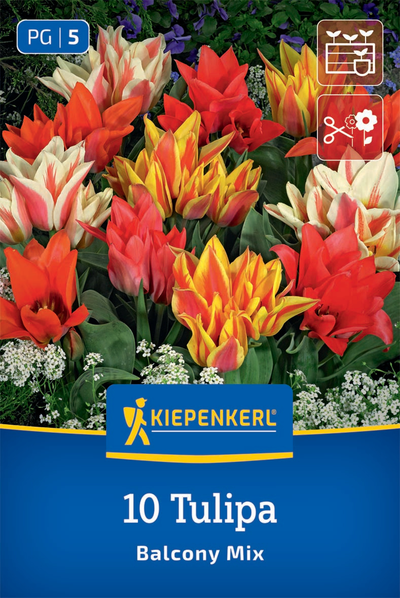Greigii-Tulpen Balkonzauber Mix