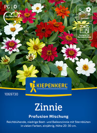 Bunte Zinnien mit mehrfarbigen Blüten in Einkaufskarton, für Beet und Balkonkübel, Höhe 20-30 cm.