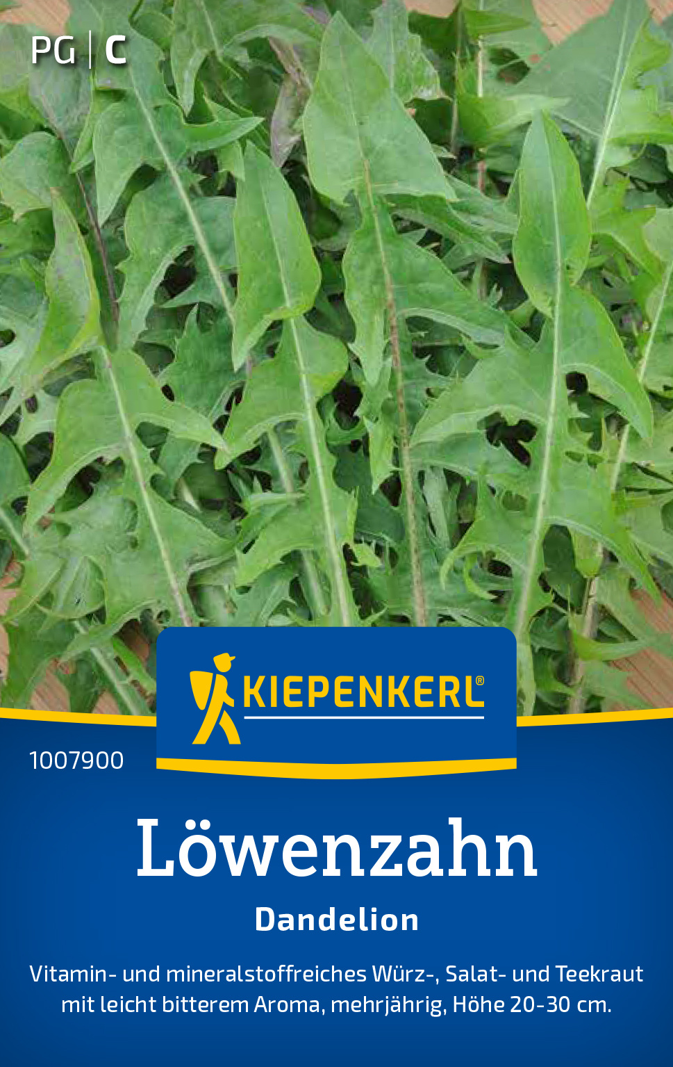 Löwenzahnsamen Dandelion