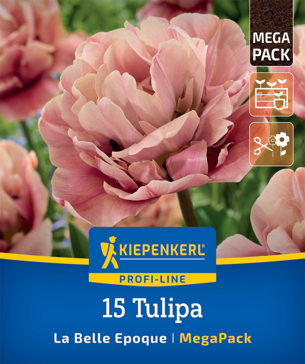Mega-Pack Gefüllte Späte Tulpen La Belle Epoque