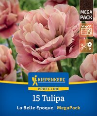 Mega-Pack Gefüllte Späte Tulpen La Belle Epoque