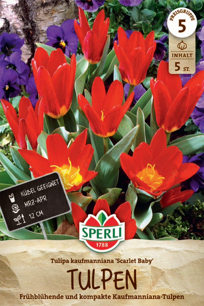 Kaufmanniana-Tulpe Scarlet Baby