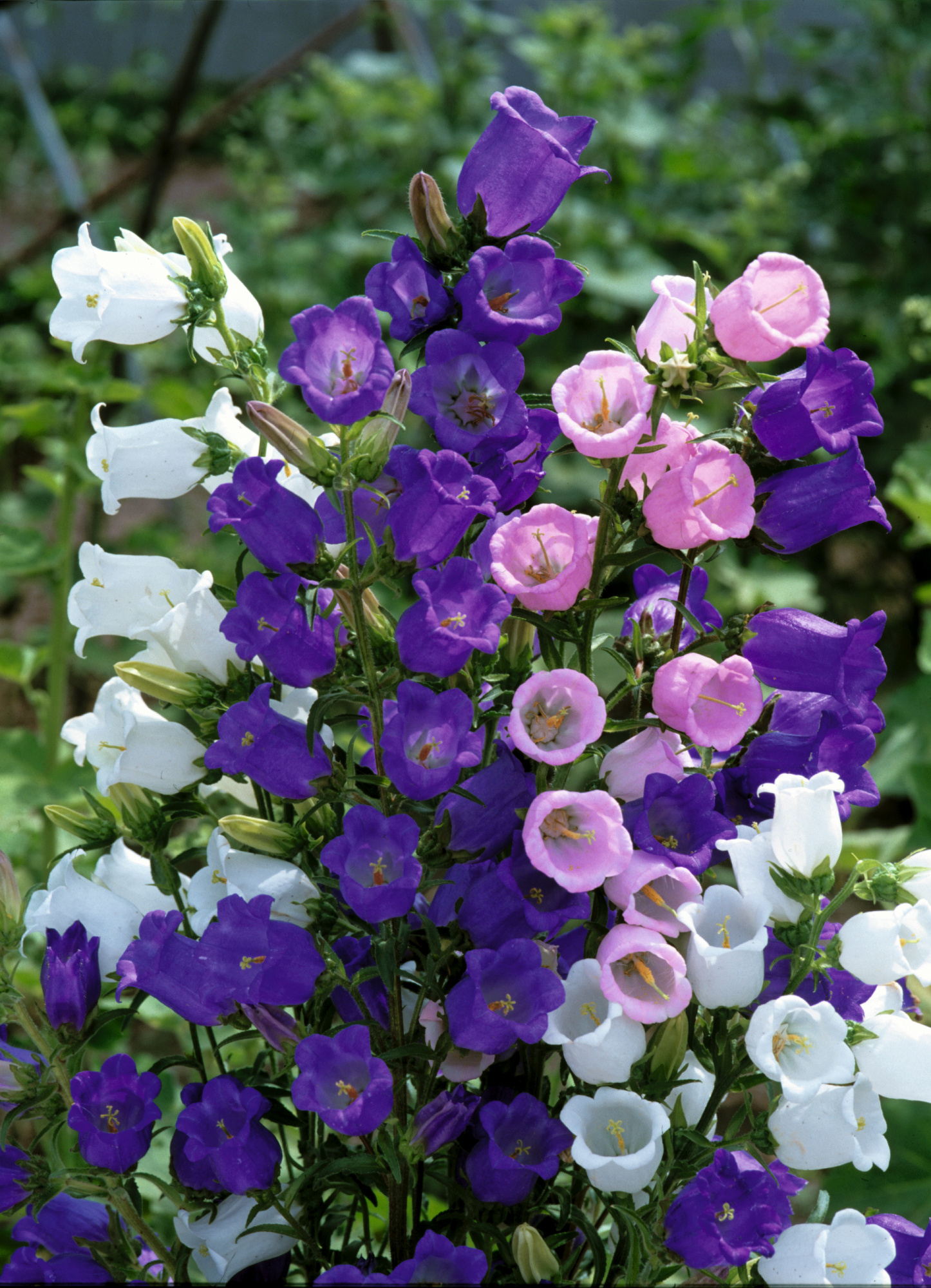Bunte Glockenblumen in Weiß, Blau, Rosa und Lila wachsen auf einem grünen Hintergrund.