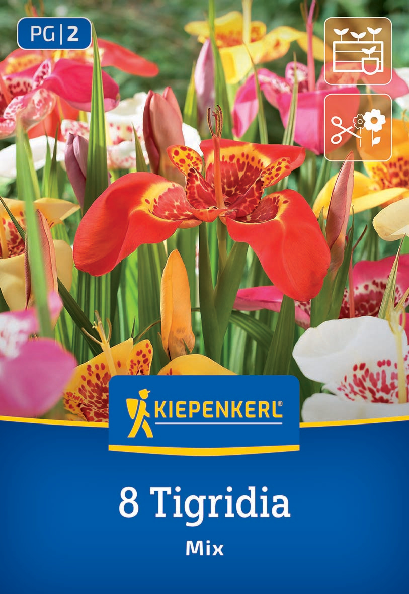 Bunte Tigerlilien in einem Blumenkübel, verschiedene Farben, mit grünen Blättern im Hintergrund.