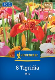 Bunte Tigerlilien in einem Blumenkübel, verschiedene Farben, mit grünen Blättern im Hintergrund.