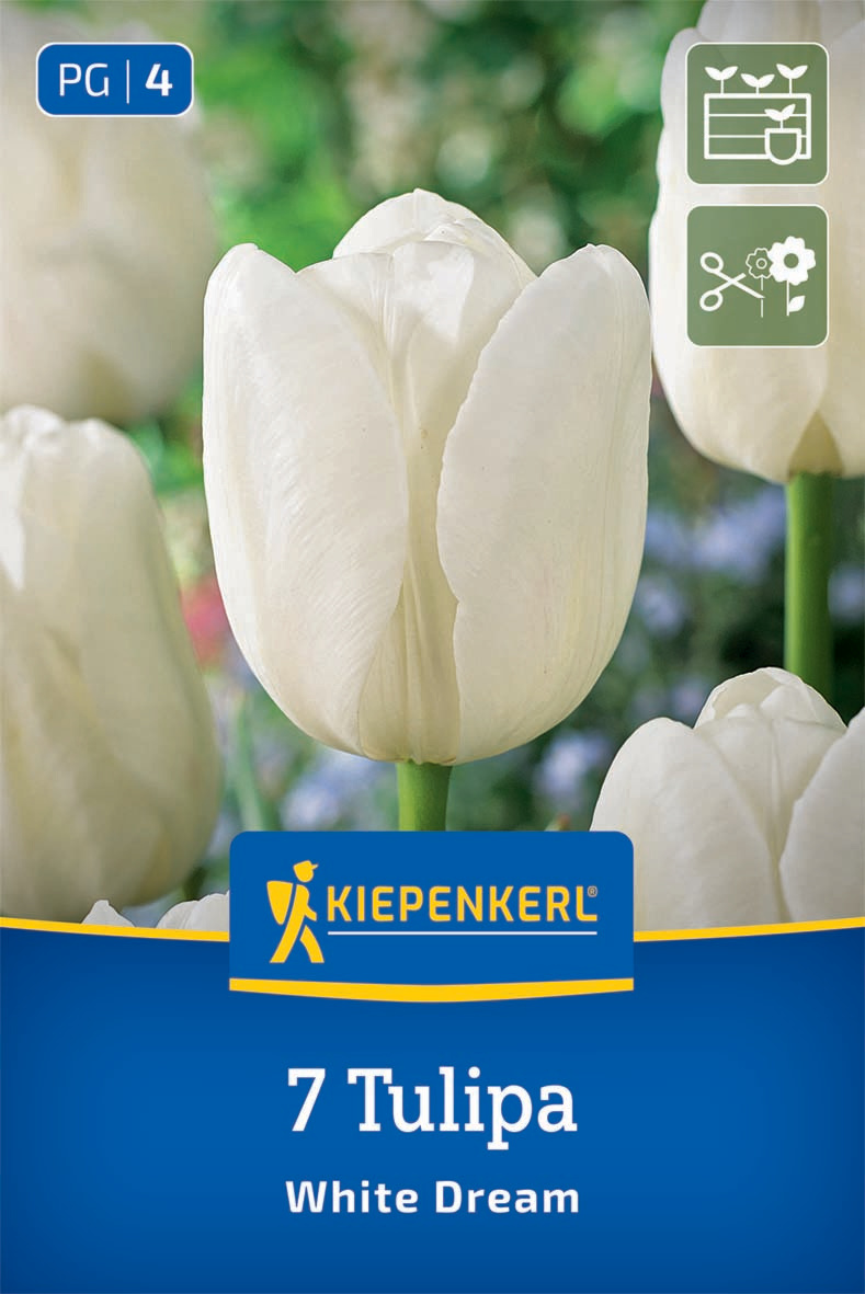 Triumph-Tulpe White Dream