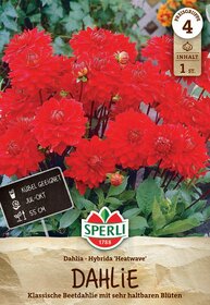 Große rote Dahlien mit dicht gefüllten Blüten und grünen Blättern, im Hintergrund ein Gitter.
