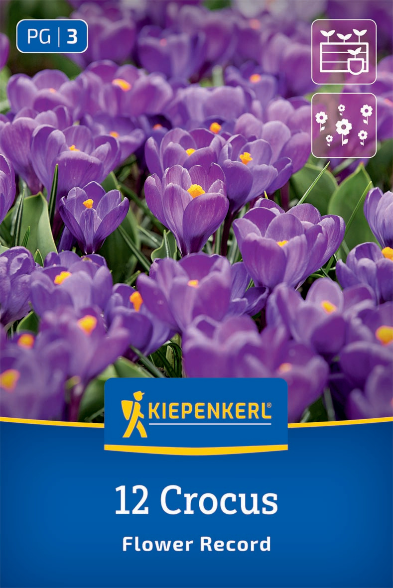 Großblumiger Krokus Flower Record