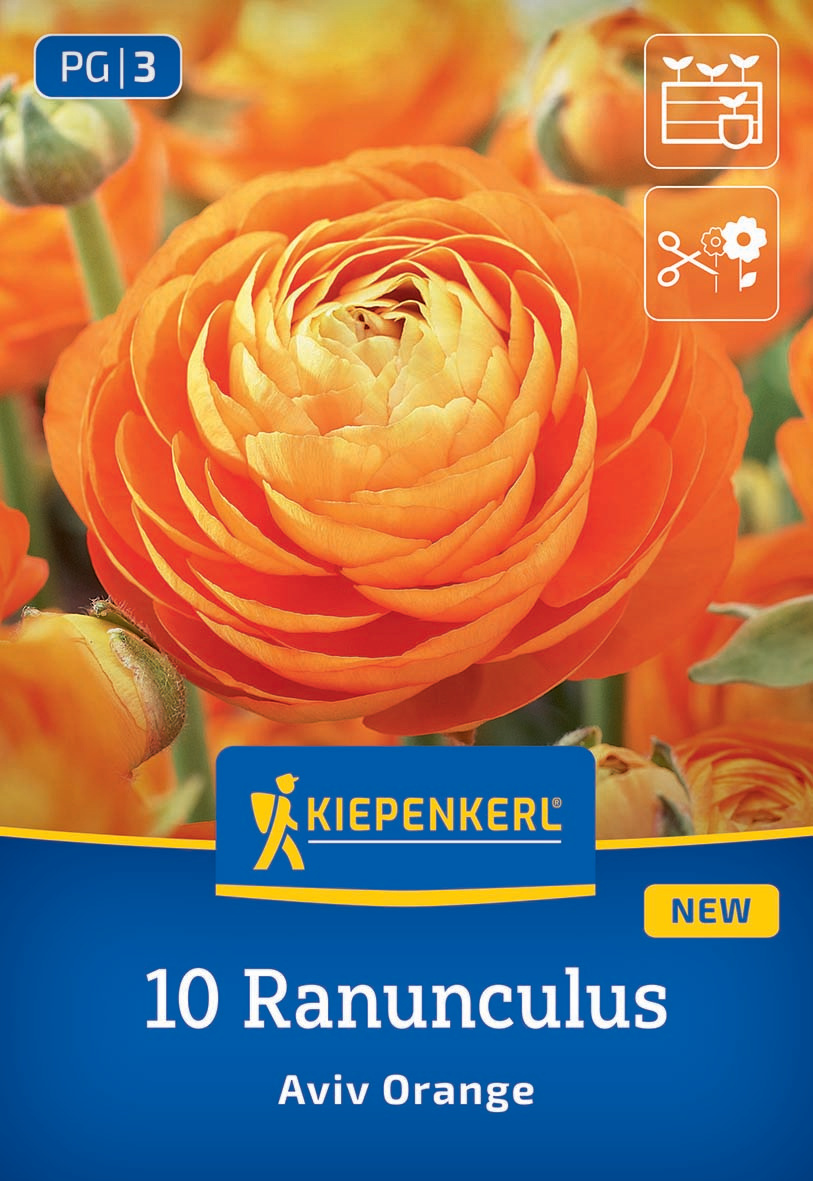 Orange Ranunculus Blume blüht mit dicht gefüllten, vielschichtigen Blüten auf grünem Stängel.