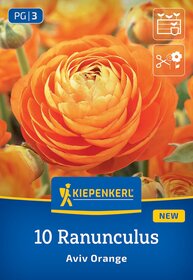 Orange Ranunculus Blume blüht mit dicht gefüllten, vielschichtigen Blüten auf grünem Stängel.