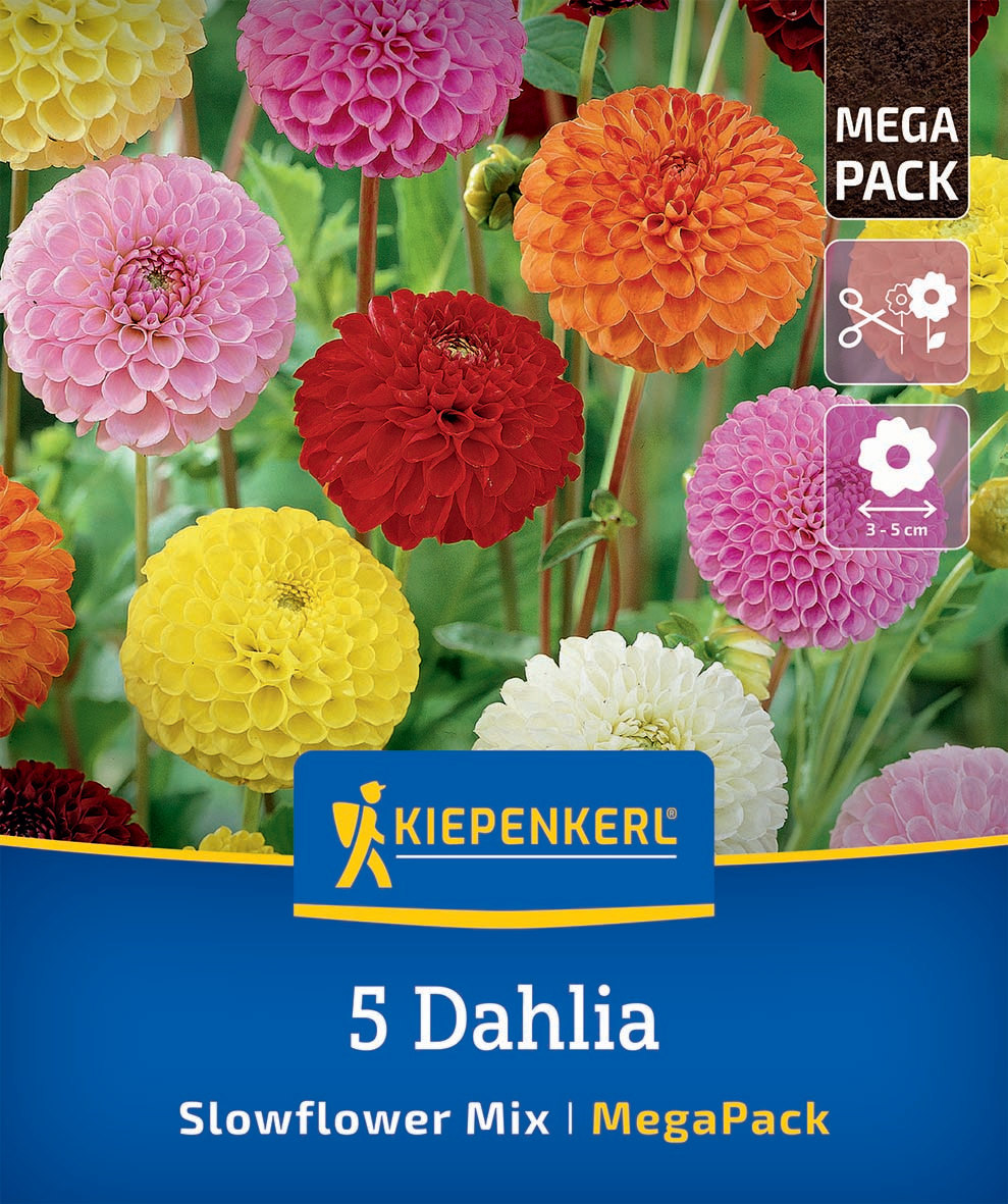 Mega-Pack Dahlien Slowflower Mix