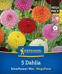 Mega-Pack Dahlien Slowflower Mix