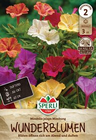 Bunte Mirabilis Jalapa Blumen in rot, gelb, pink, weiß und orange, mit grünem Blattwerk im Hintergrund.