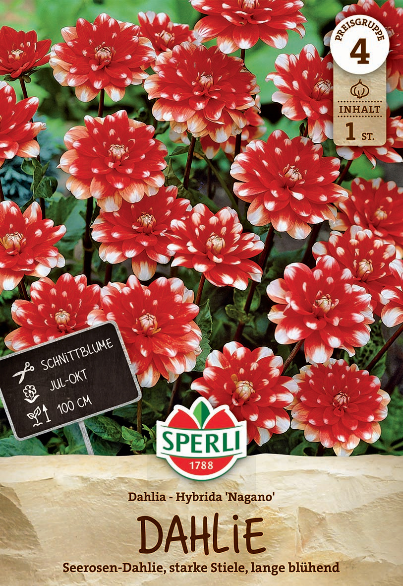 Rote Dahlien mit weißen Rändern auf grünem Laub, Pflanzenschilder und Verpackungsdesign.