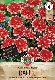 Rote Dahlien mit weißen Rändern auf grünem Laub, Pflanzenschilder und Verpackungsdesign.