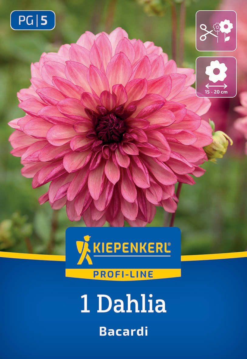 Große pinke Dahlie mit mehreren Schichten zarter Blütenblätter vor grünem Hintergrund, inklusive Pflegehinweisen auf der Verpackung.