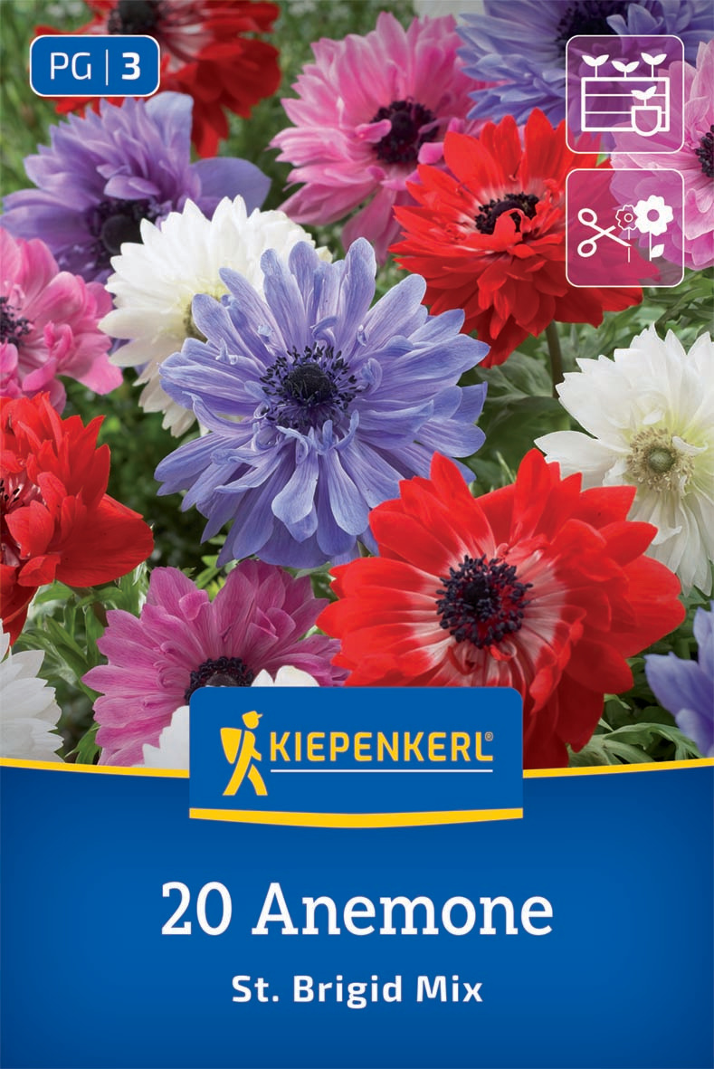 Kronen-Anemonen St. Brigid Mischung