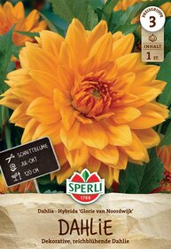 Große orange Dahlienblüte mit grünen Blättern im Hintergrund.