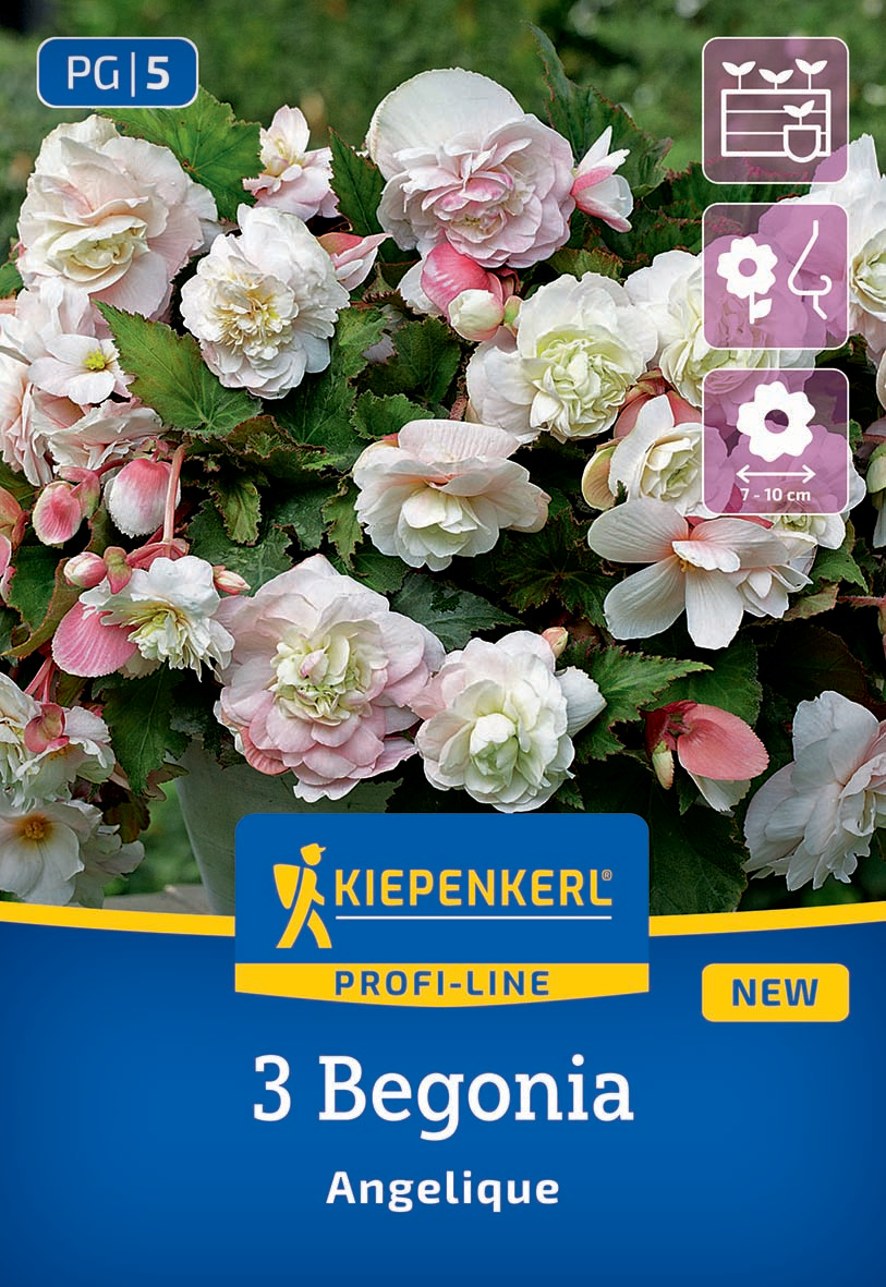 Knollenbegonien Angelique